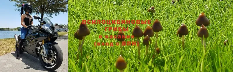 Псилоцибиновые грибы Psilocybe  где можно купить   Асино 